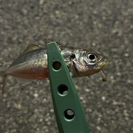 あんまり釣れない