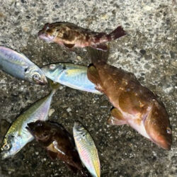 やっぱりこのサイズ楽しい