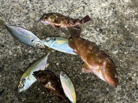 やっぱりこのサイズ楽しい