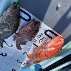 supフィッシング SLJ