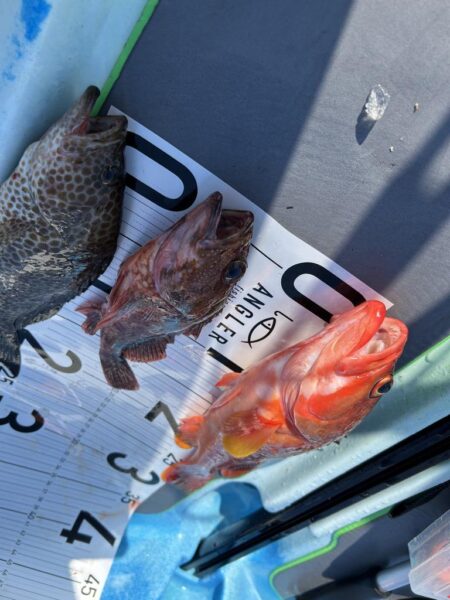 supフィッシング SLJ