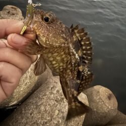 メバル調査からのアジング