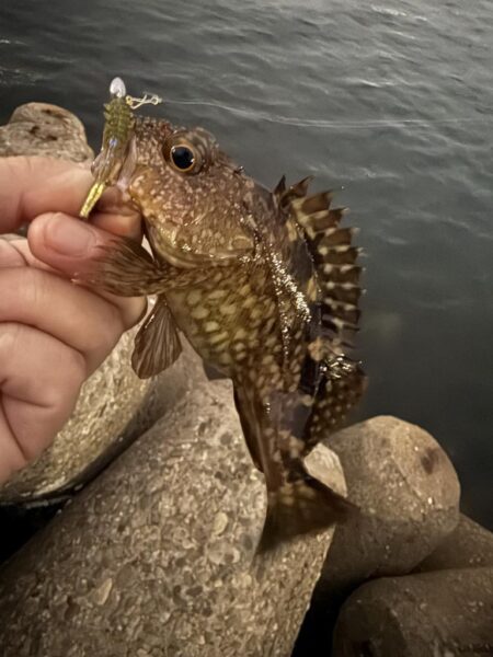 メバル調査からのアジング