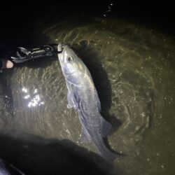 やっと多摩川支流までスズキが入ってきました…