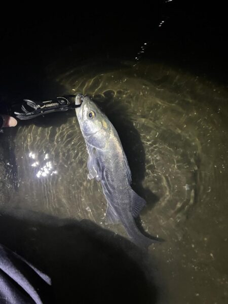 やっと多摩川支流までスズキが入ってきました…