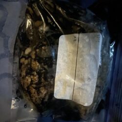 コウイカシーズン到来?