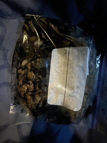 コウイカシーズン到来?