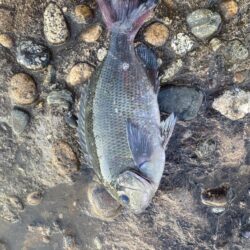 青物爆釣と五目達成