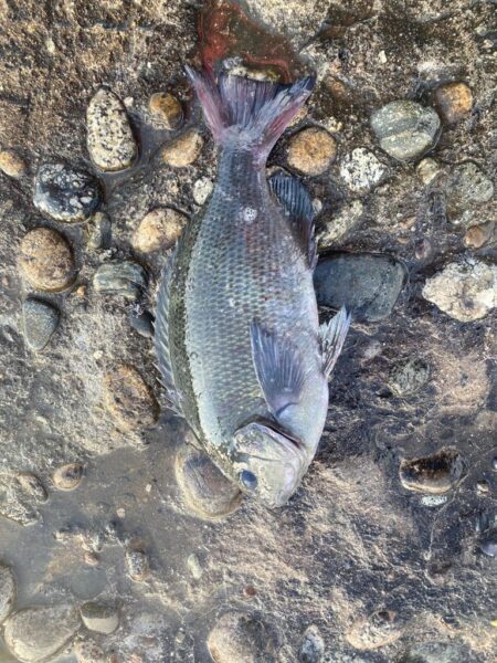 青物爆釣と五目達成