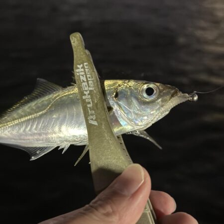 友達は手からオキアミを出している