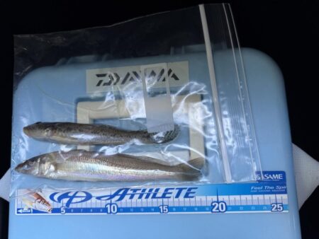 今年最後の釣り納め