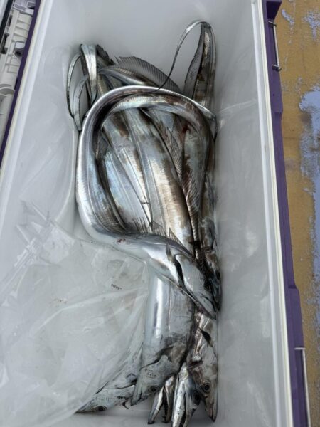 観音崎沖、タチウオジギング