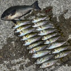 無限豆アジング