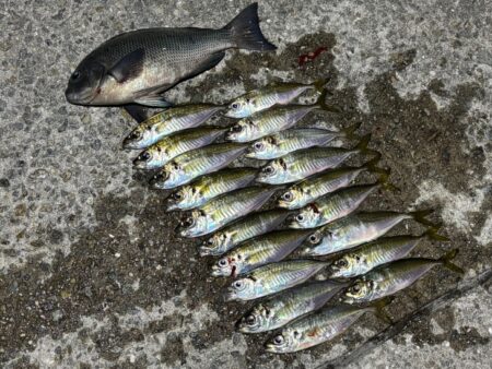 無限豆アジング