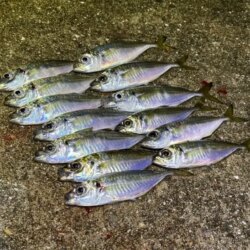 姫路離島でアジング｜豆三昧で楽しめなかった