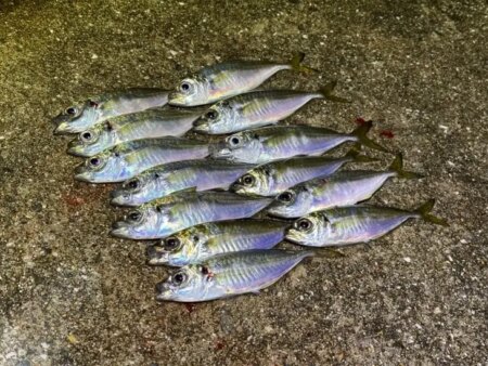 姫路離島でアジング｜豆三昧で楽しめなかった