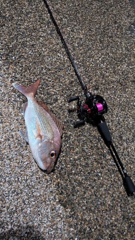 しまなみ海道でのメバリング