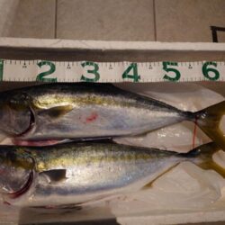 釣り納めはメジロ２匹