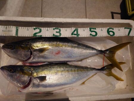 釣り納めはメジロ２匹