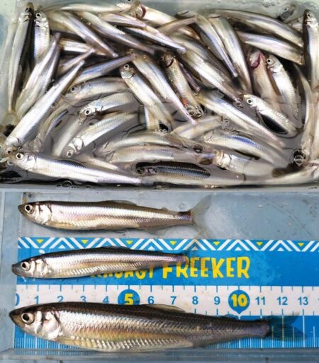 暖房船／諏訪湖ワカサギ釣り！