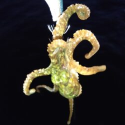 初釣りは1時間！