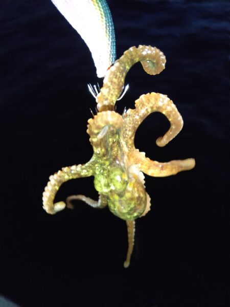 初釣りは1時間！