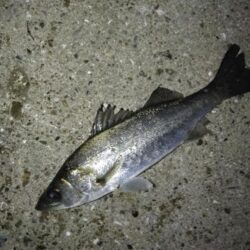 今日はセイゴ狙い！