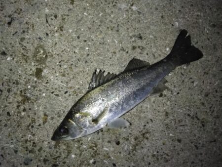 今日はセイゴ狙い！