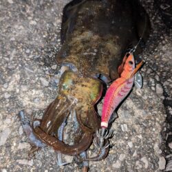 青物狙いのはずが😭