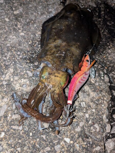 青物狙いのはずが😭