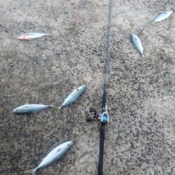 2026はかわいい青物から