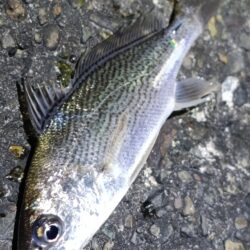 夕マヅメ凪のサーフ