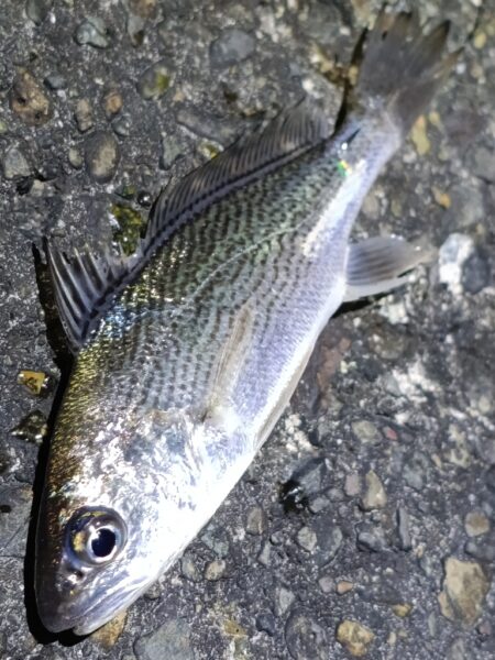 夕マヅメ凪のサーフ