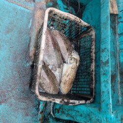 一発目はイカ狙いから