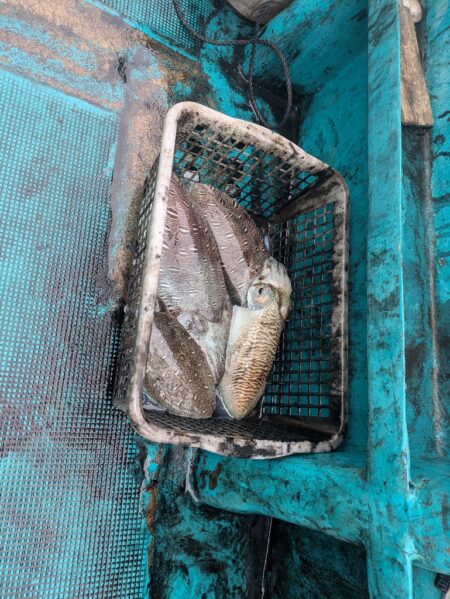 一発目はイカ狙いから