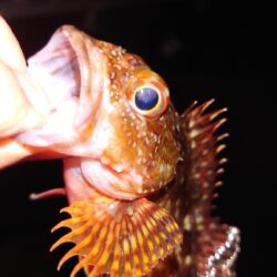 電気ウキ釣り 2