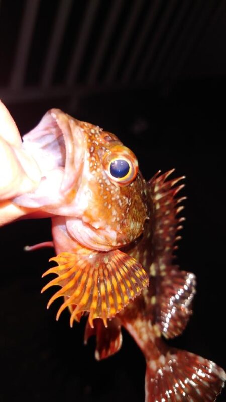 電気ウキ釣り 2