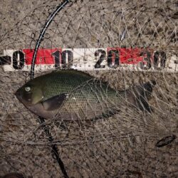 電気ウキ釣り 4