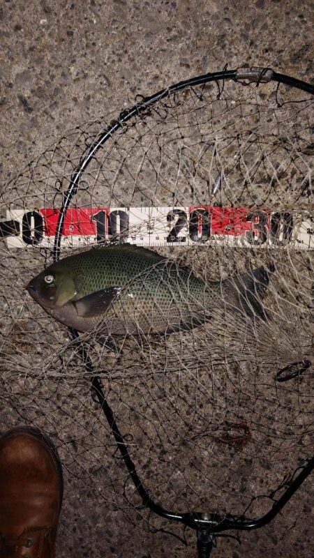 電気ウキ釣り 4