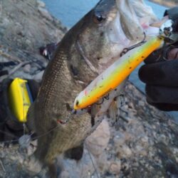 2026年初バス釣れました