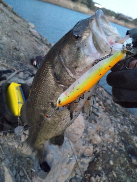 2026年初バス釣れました