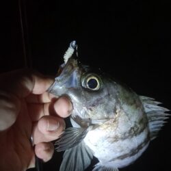 ボートメバリング