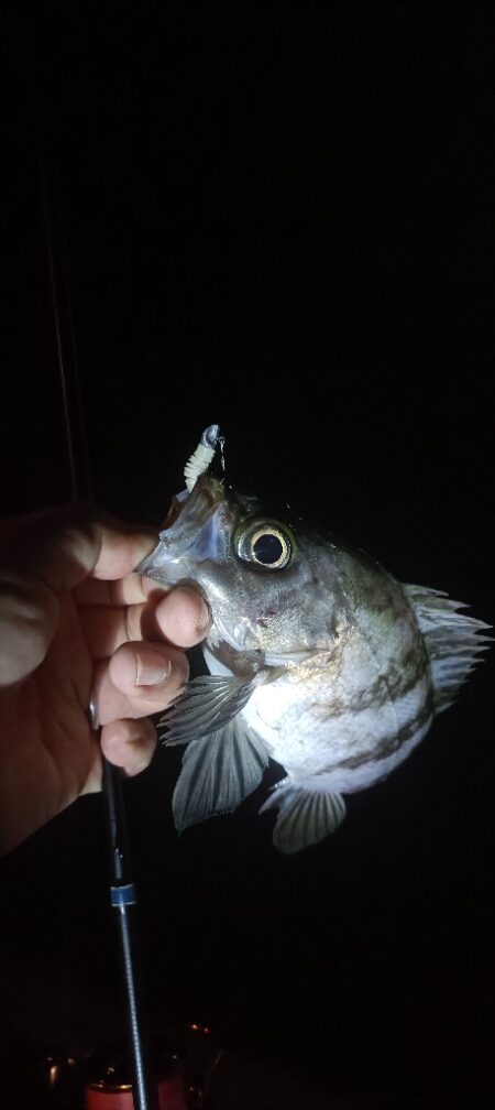 ボートメバリング