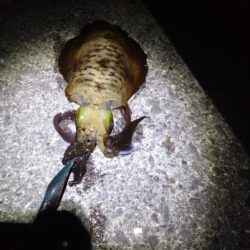 まさかの連発!!