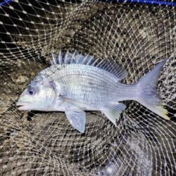 2026ファーストフィッシュ