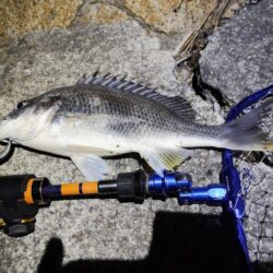 2釣行連続キビレ