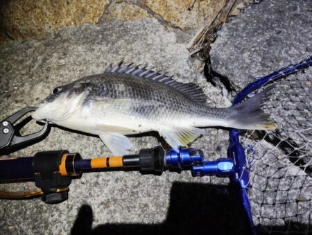 2釣行連続キビレ