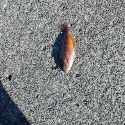 ちょい投げファミリー釣り