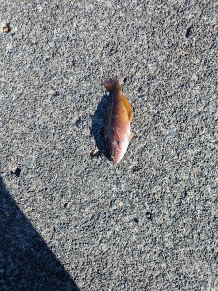 ちょい投げファミリー釣り