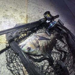 しごおわチニング